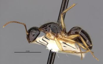 Media type: image;   Entomology 22949 Aspect: habitus lateral view